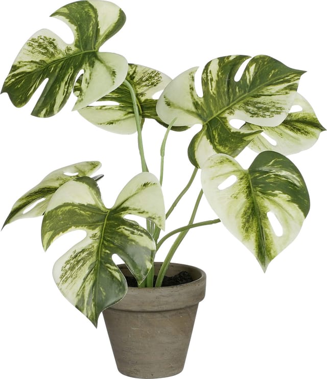 Mica Decorations Monstera polypropylene 30 x 24 cm grün Pflanze