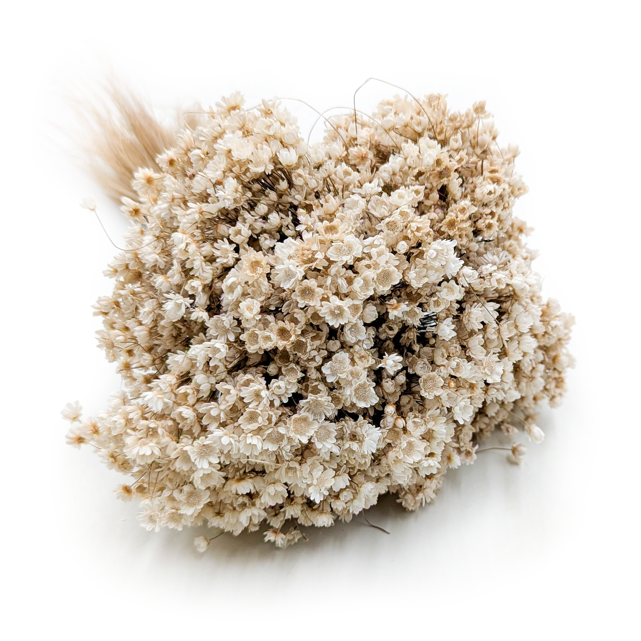 Getrocknete Glixia (glycine Marcela) – Naturweiß