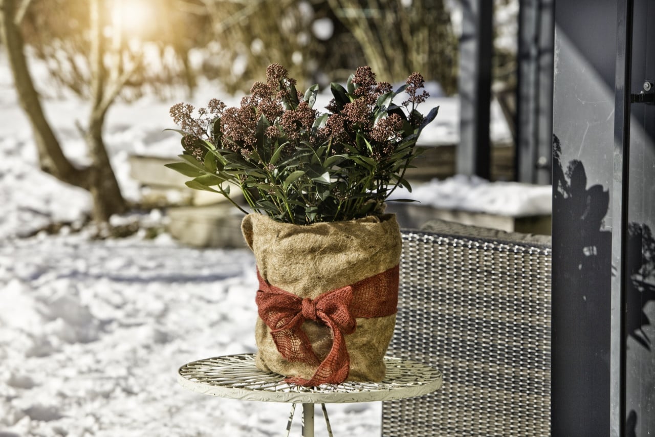 Windhager Winterschutz für Pflanzen Jute 0,5 x 4 m natur Schutzvlies Bild 3