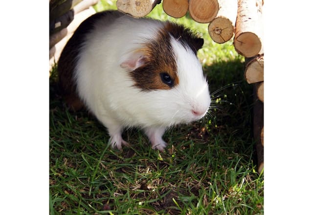 Nagerbrücke Holz, Tunnel für Kleintierkäfig, Hamster, Meerschweinchen, flexibel biegen, hbt 2x29x17cm, natur - Relaxdays