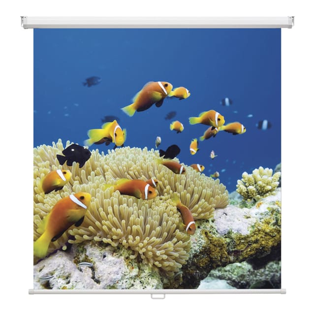 magnetoplan Rollo-Leinwand "Cinerollo" 2000 x 2000 mm