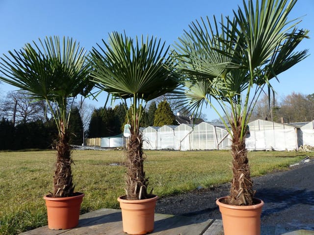 XXL Palme winterhart 140 - 160 cm Trachycarpus fortunei, Hanfpalme, Top-Qualität