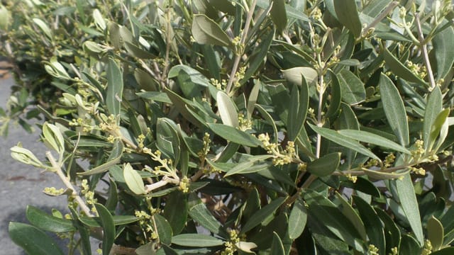 Olivenbaum Olive 160 - 180 cm Hochstamm, beste Qualität, winterhart