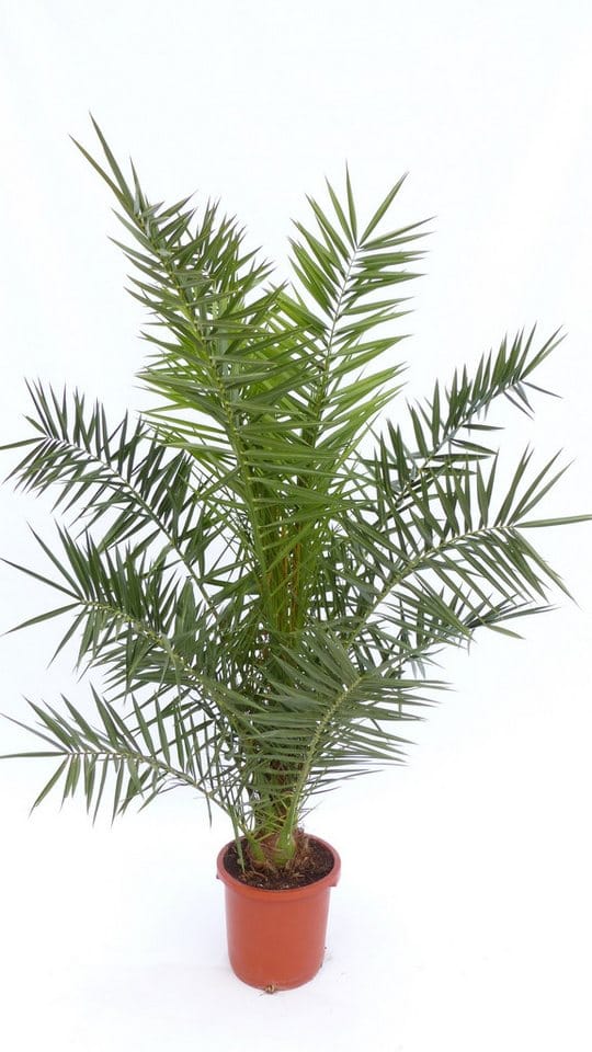 Palme XXL 180 cm Phoenix canariensis, kanarische Dattelpalme, winterhart