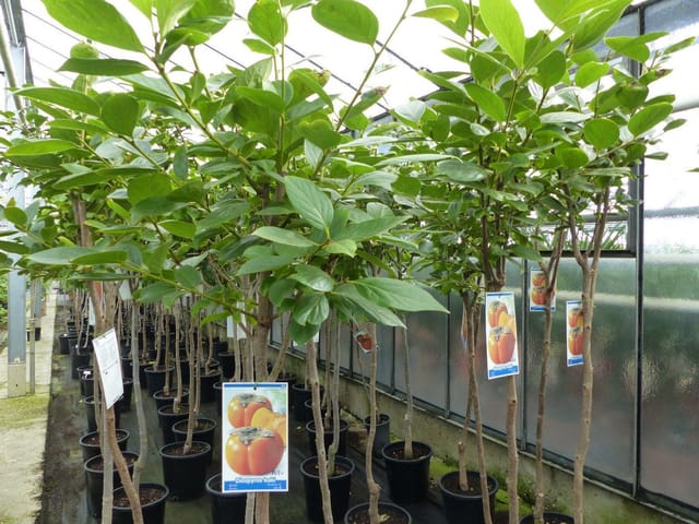 Kaki Baum 160-180 cm Sorte "Rojo Brilliante" Kakipflaume Pflanze