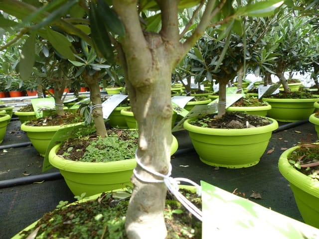 Olivenbaum Bonsai Formgehölz, Olive winterhart, Olea europaea 50 - 60 cm