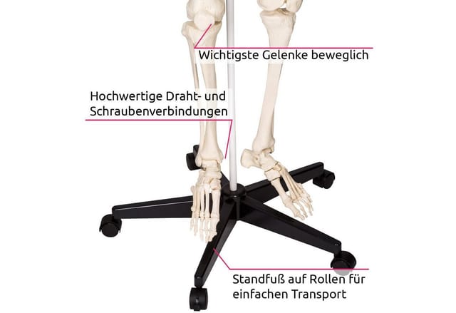 tectake® Skelett, lebensgroß und detailgetreu, farblich markierte Bereiche, inklusive Anatomieposter