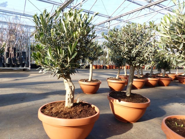 Olivenbaum Bonsai 70 - 90 cm Formgehölz, Olive winterhart, Olea europaea