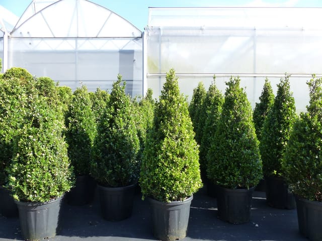 Ilex crenata Caroline Upright Pyramide 130 - 150 cm Kegel Buchsbaum Ersatz winterhart + robust