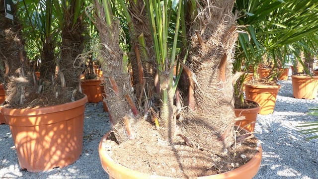 Palmengruppe Trachycarpus Fortunei Palme mehrstämmig, winterhart 220 cm