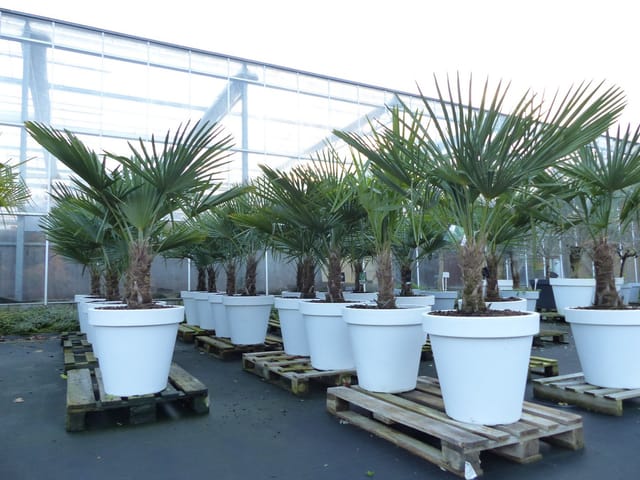 XXL Palme winterhart inkl. Pflanzkübel weiß, 180 - 220 cm Trachycarpus fortunei, Hanfpalme, Top-Qualität