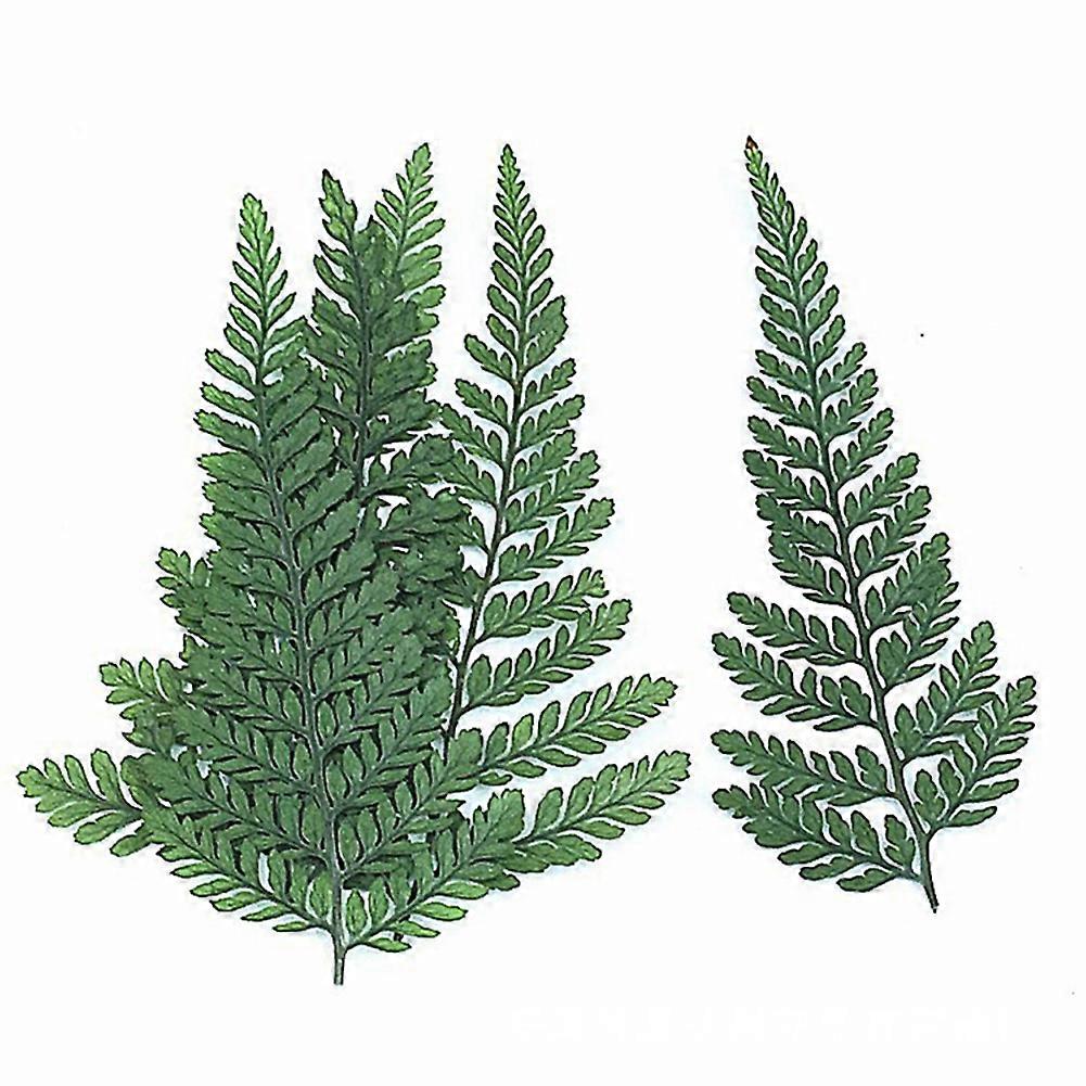 60 Getrocknete Grüne Farnblätter (pennisetum) Zur Herstellung Von Schmuck, Postkarten, Einladungen Und Handyhüllen.