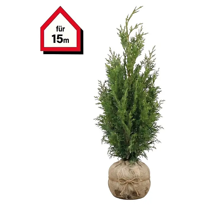 Piardino Lebensbaum Smaragd (140 cm - 160 cm, Thuja occidentalis 'Smaragd', 30 Stk.)