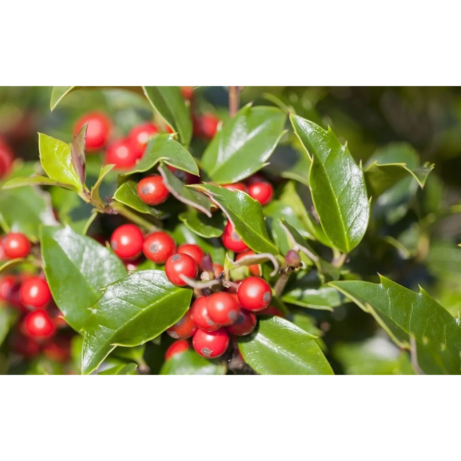 Ilex meserveae 'Blue Girl' -R- ca. 9x9 cm Topf