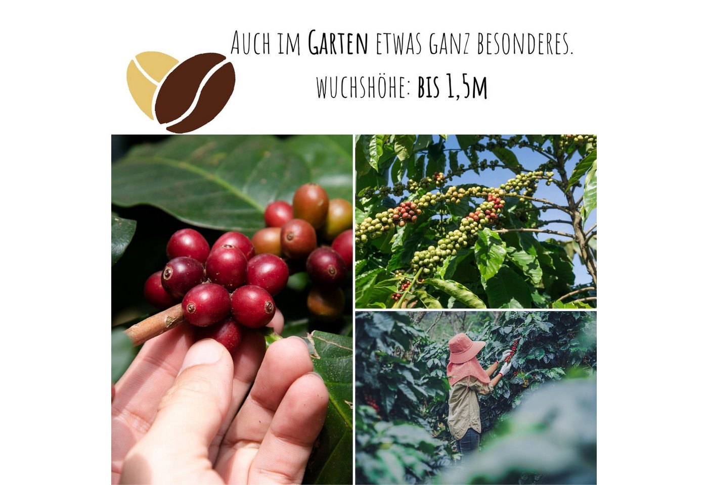 HappySeed Blumensamen Kaffee Samen - Coffea arabica nana, Blumen Bild 2