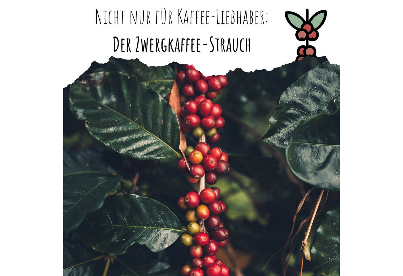 HappySeed Blumensamen Kaffee Samen - Coffea arabica nana, Blumen Bild 3
