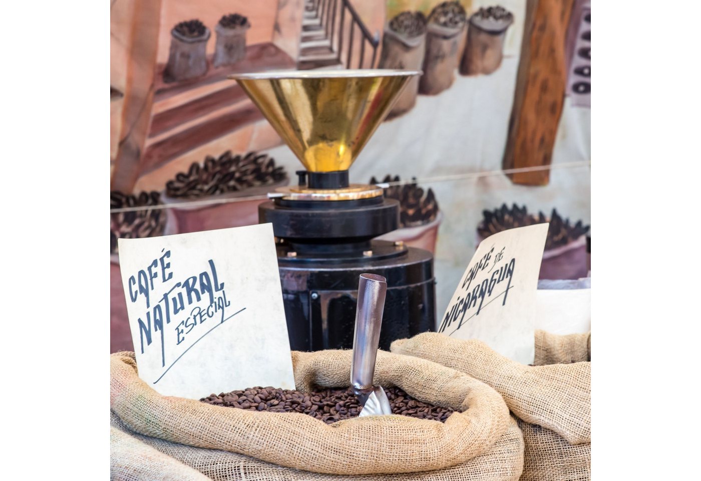 HappySeed Blumensamen Kaffee Samen - Coffea arabica nana, Blumen Bild 4