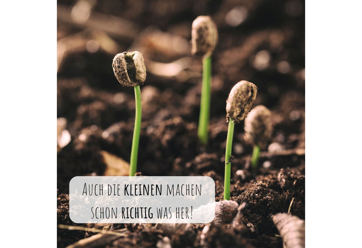 HappySeed Blumensamen Kaffee Samen - Coffea arabica nana, Blumen Bild 5