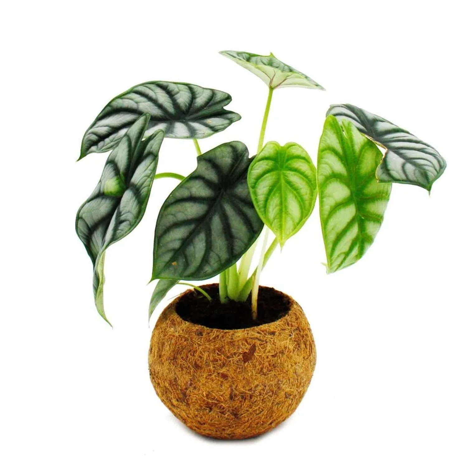 Exotenherz Kokodama Alocasia Baginda Dragon Scale Drachenschuppenpfeilblatt im Kokodamagefäß ca. 15cm