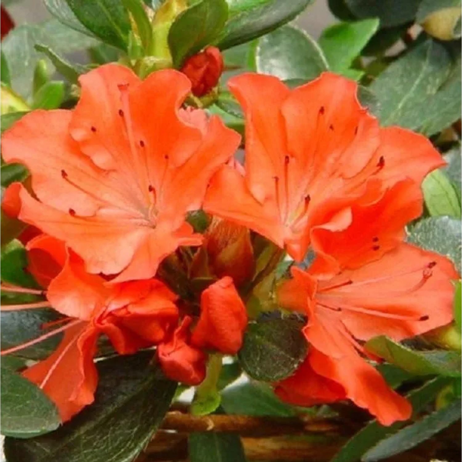 Azalee Orange Azalea japonica 25 bis 30 cm im Container Für Sauren Boden