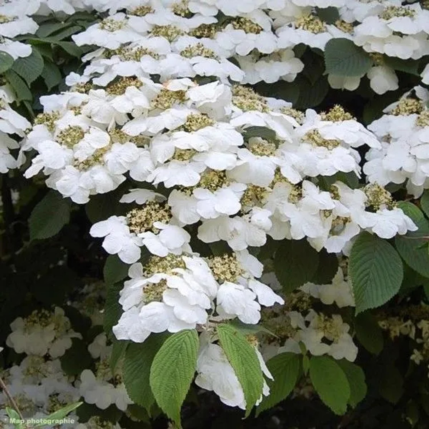 Japanischer Schneeball 'Lanarth' Viburnum plicatum 40 bis 60 cm im Container Kompakt Wachsend