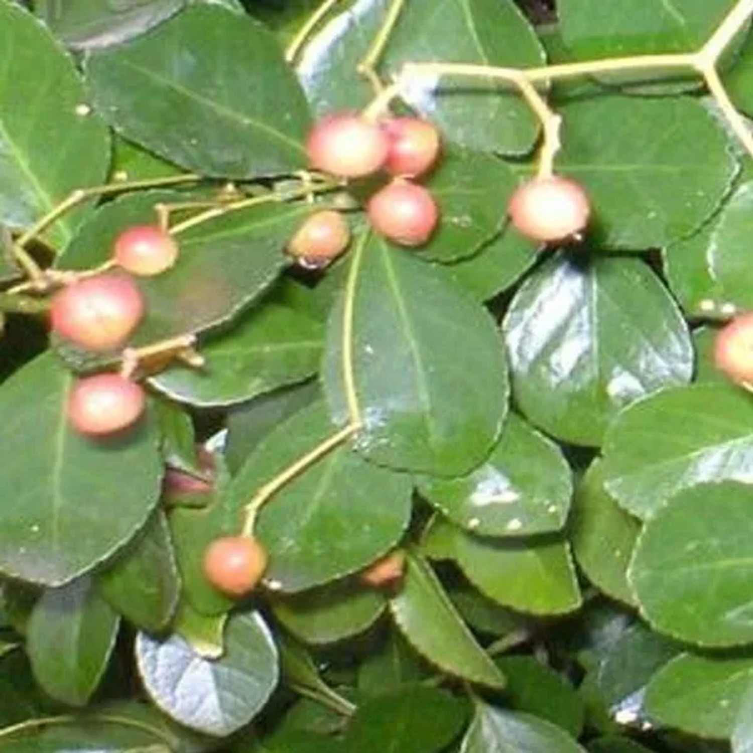 Kriechspindel Euonymus Fortunei Radicans 20 bis 30 cm im Container Schnittverträglich