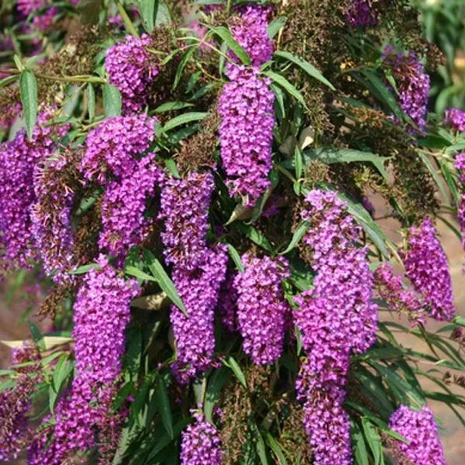 Schmetterlingsstrauch 'Nanho Purple' Buddleja davidii 40 bis 60 cm im Container Violette Blüten