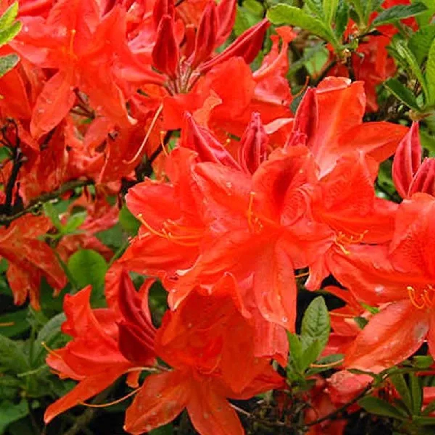 Azalee rot Azalea Knaphill 40 bis 50 cm im Container Für Sauren Boden