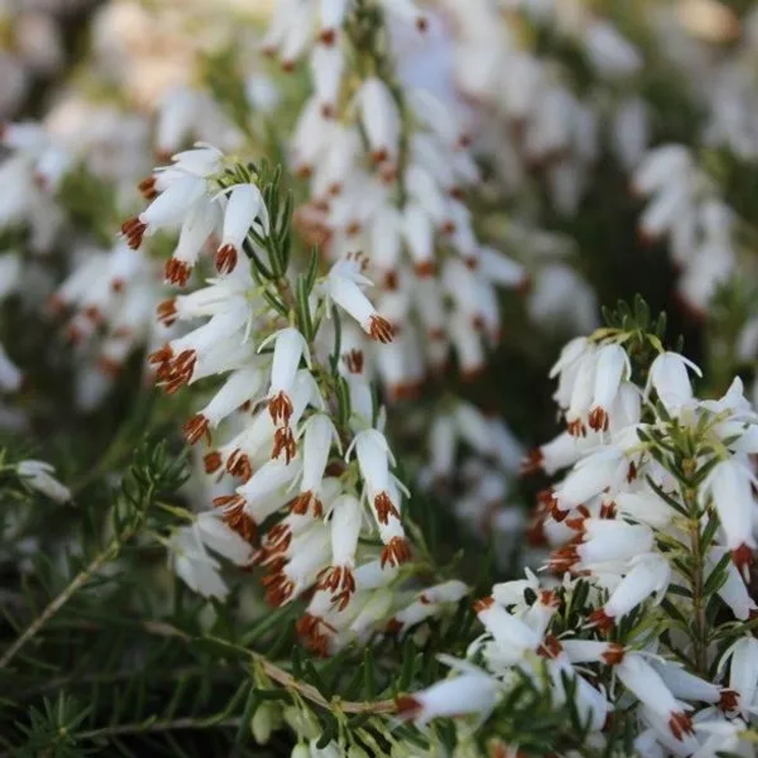 Winterheide Weiß Erica carnea 12 bis 15 cm im Container Immergrün