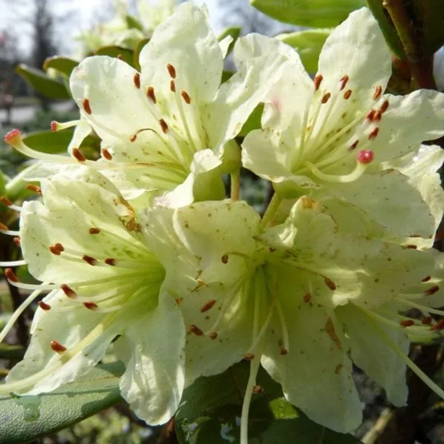 Rhododendron 'Shamrock' 20 bis 30 cm im Container Für Sauren Boden