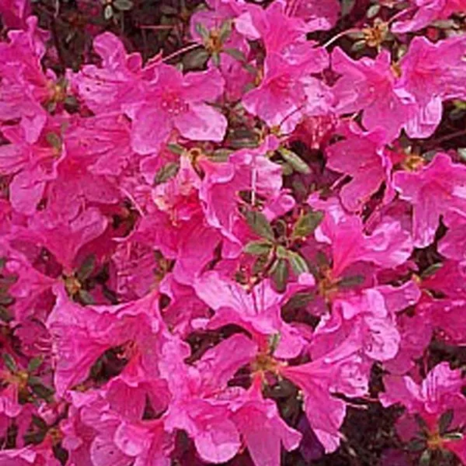 Azalee rosa Azalea japonica 25 bis 30 cm im Container Für Sauren Boden