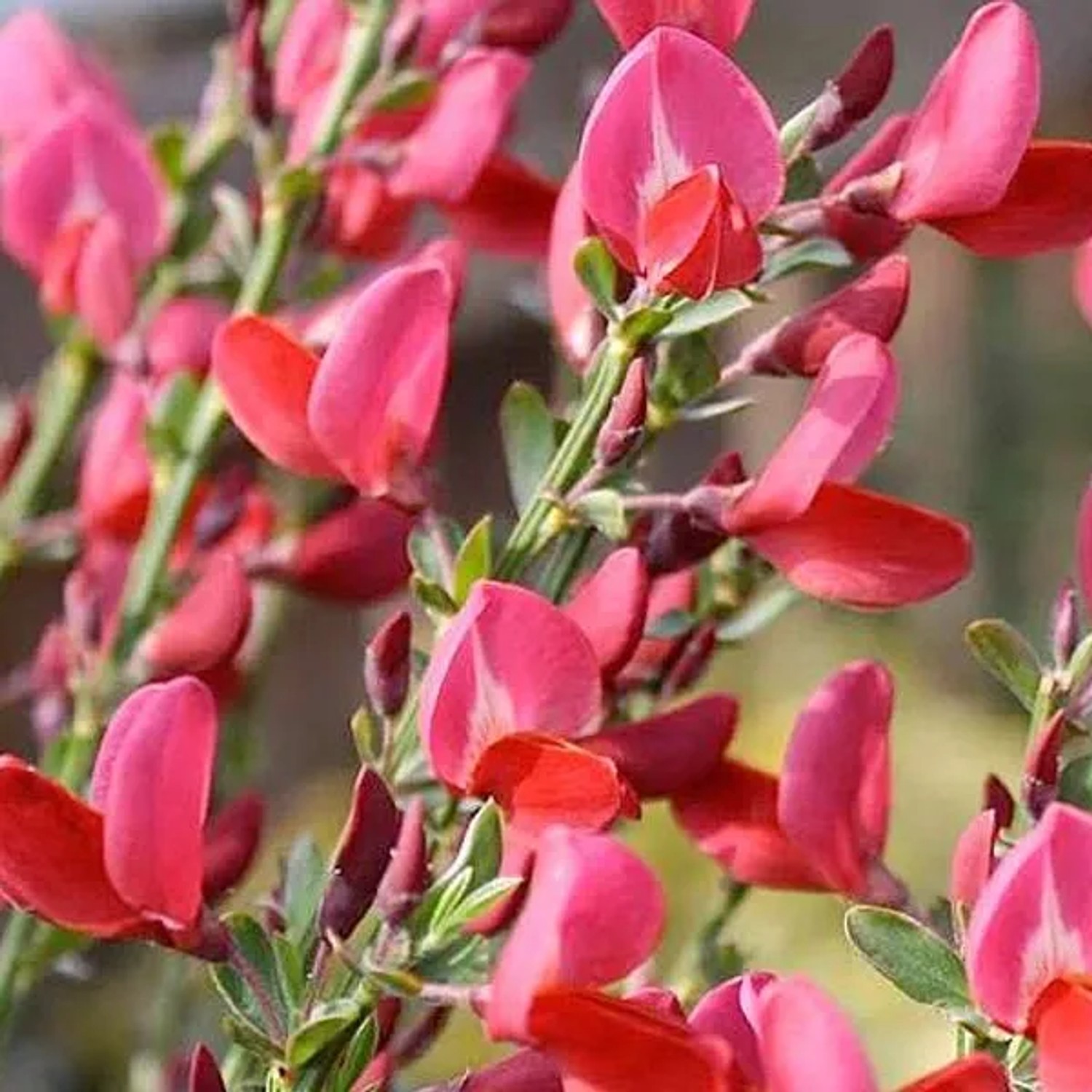 Ginster 'Boskoop Ruby' Cytisus 40 bis 60 cm im Container Rot Blühend
