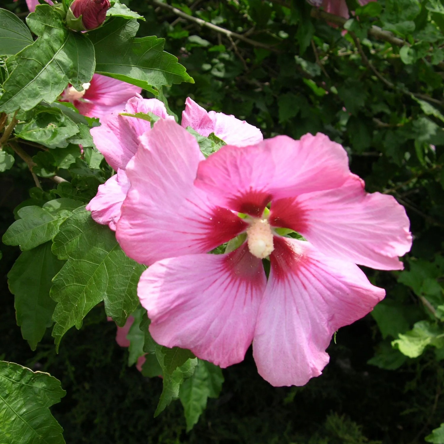 Garteneibisch 'Woodbridge' Hibiscus syriacus 40 bis 60 cm im Container Blüht am Neuen Holz