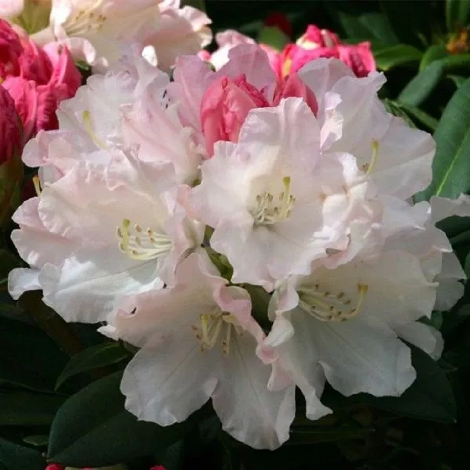 Rhododendron 'Dreamland' 30 bis 40 cm im Container Für Sauren Boden