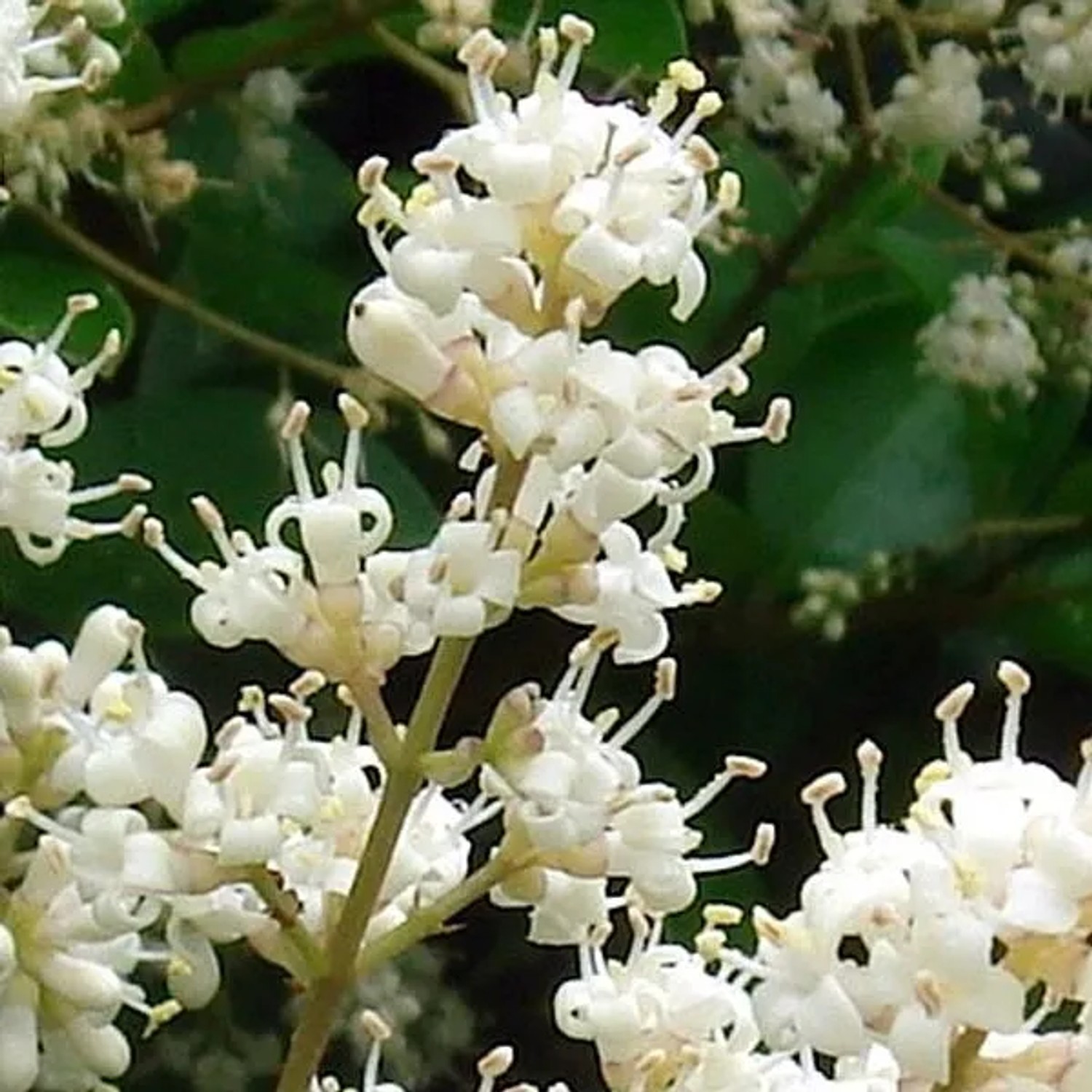 Japanischer Liguster 'Rotundifolium' Ligustrum japonicum 15 bis 20 cm im Container Kompakt Wachsend