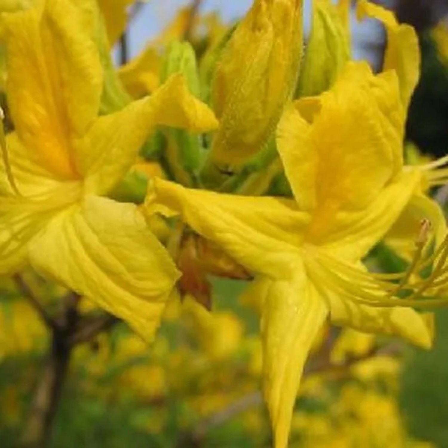 Azalee Gelb Azalea Knaphill 40 bis 50 cm im Container Für Sauren Boden