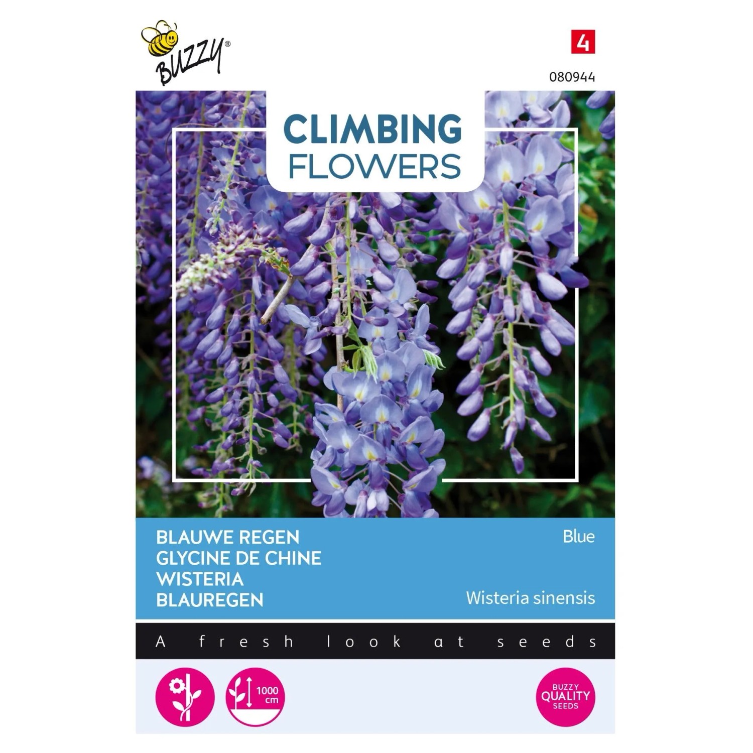 Glyzinie Blau Buzzy Climbing Flowers Samen Circa 5 Samen Kletterpflanze