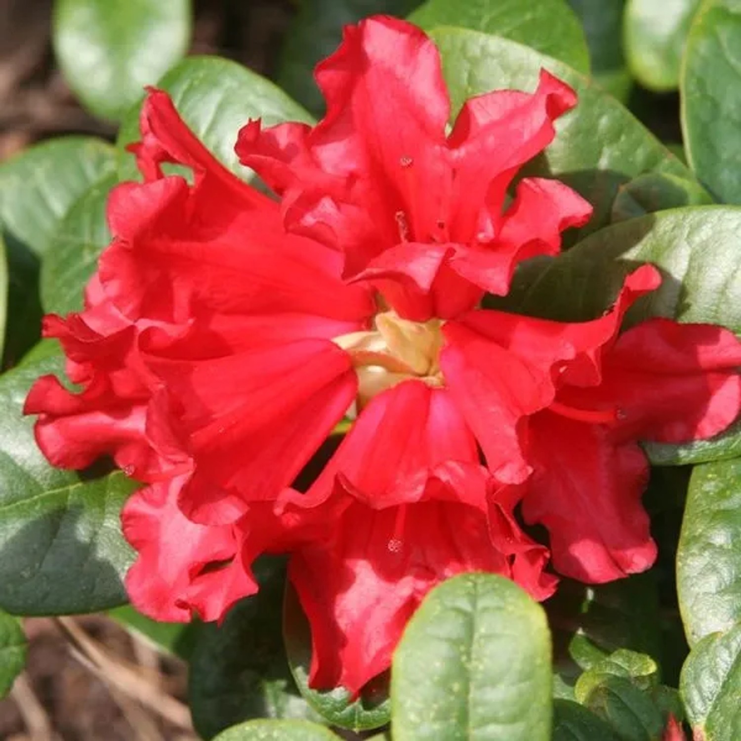 Rhododendron 'Scarlet Wonder' 20 bis 30 cm im Container Für Sauren Boden