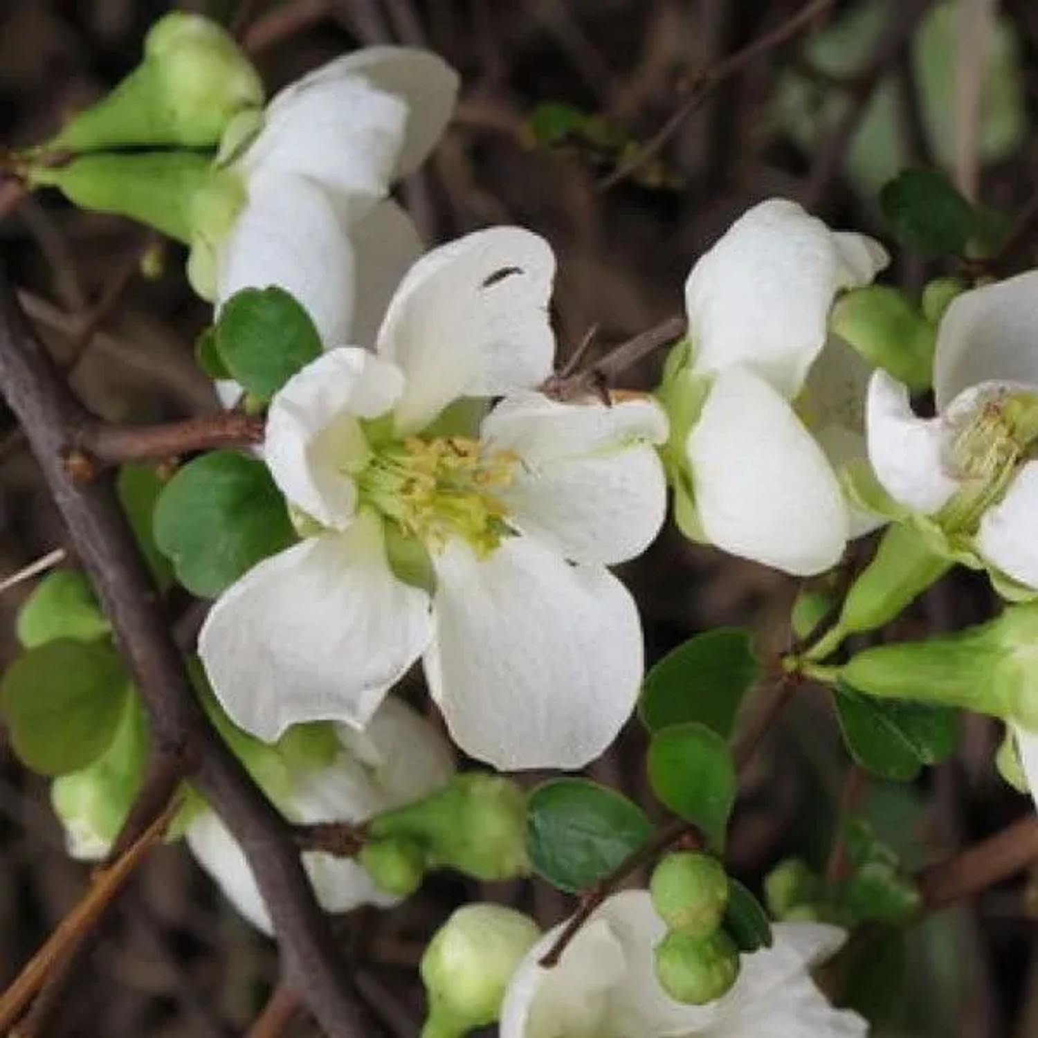 Zierquitte 'Jet Trail' Chaenomeles superba 30 bis 40 cm im Container Fruchtbildend