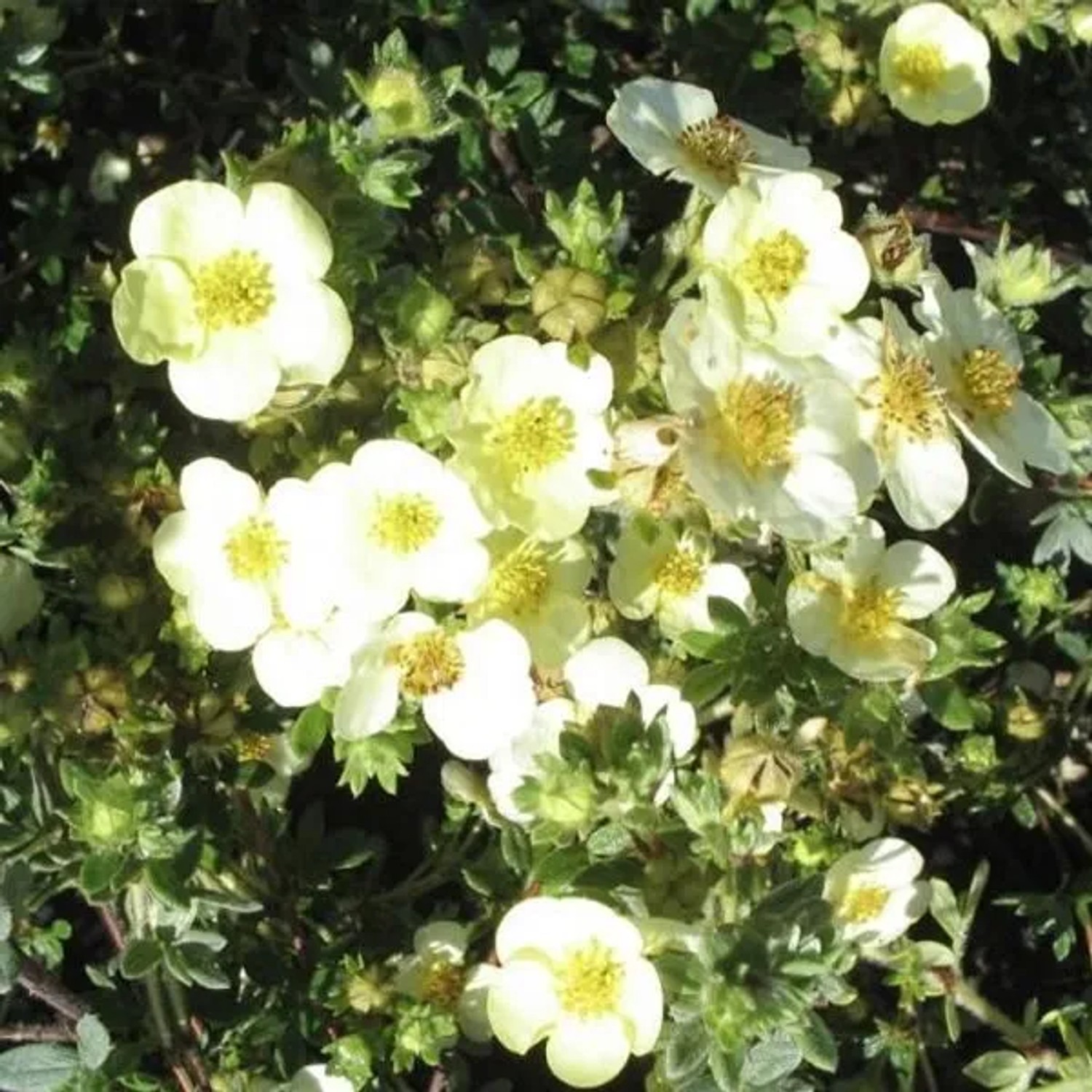 Fingerstrauch 'Tilford Cream' Potentilla fruticosa 25 bis 30 cm im Container Buschig Wachsend