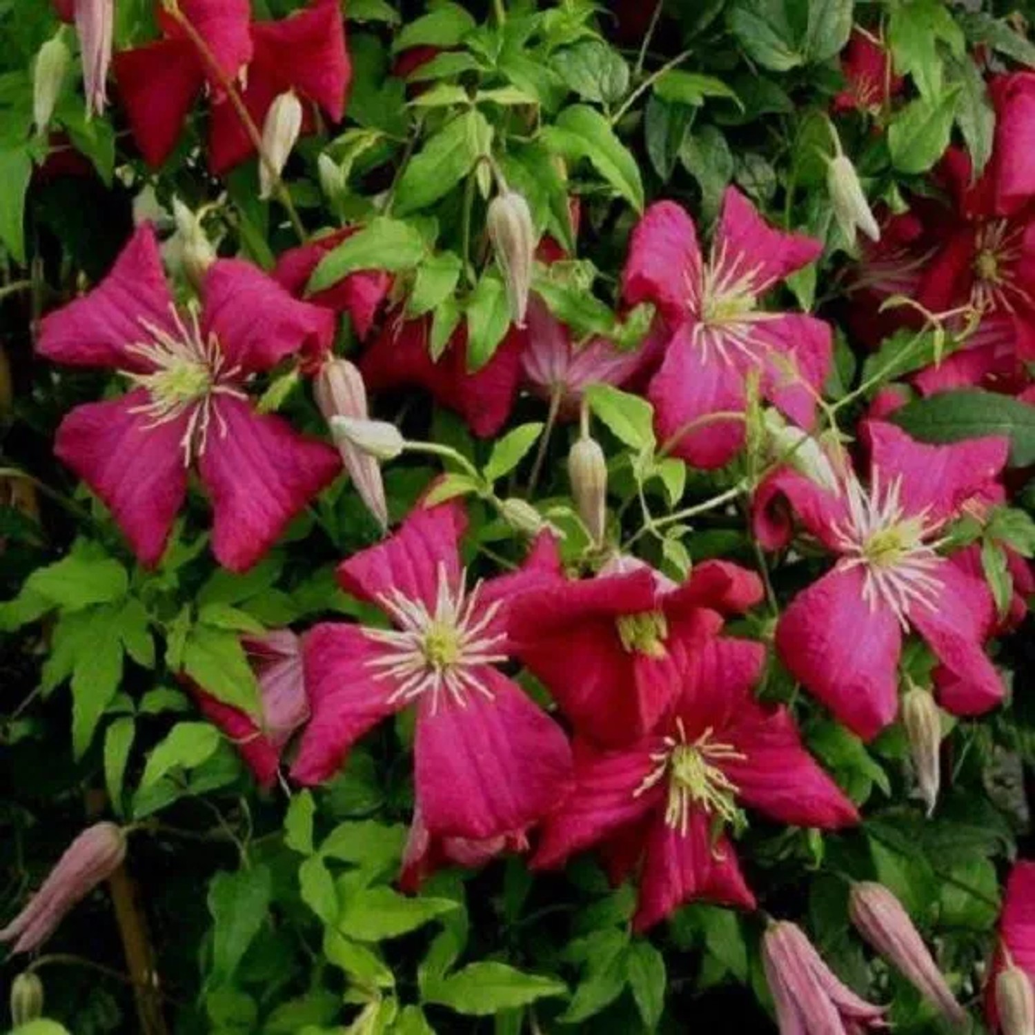 Waldrebe 'Madame Julie Correvon' Clematis 50 bis 60 cm im Container Rot Blühend