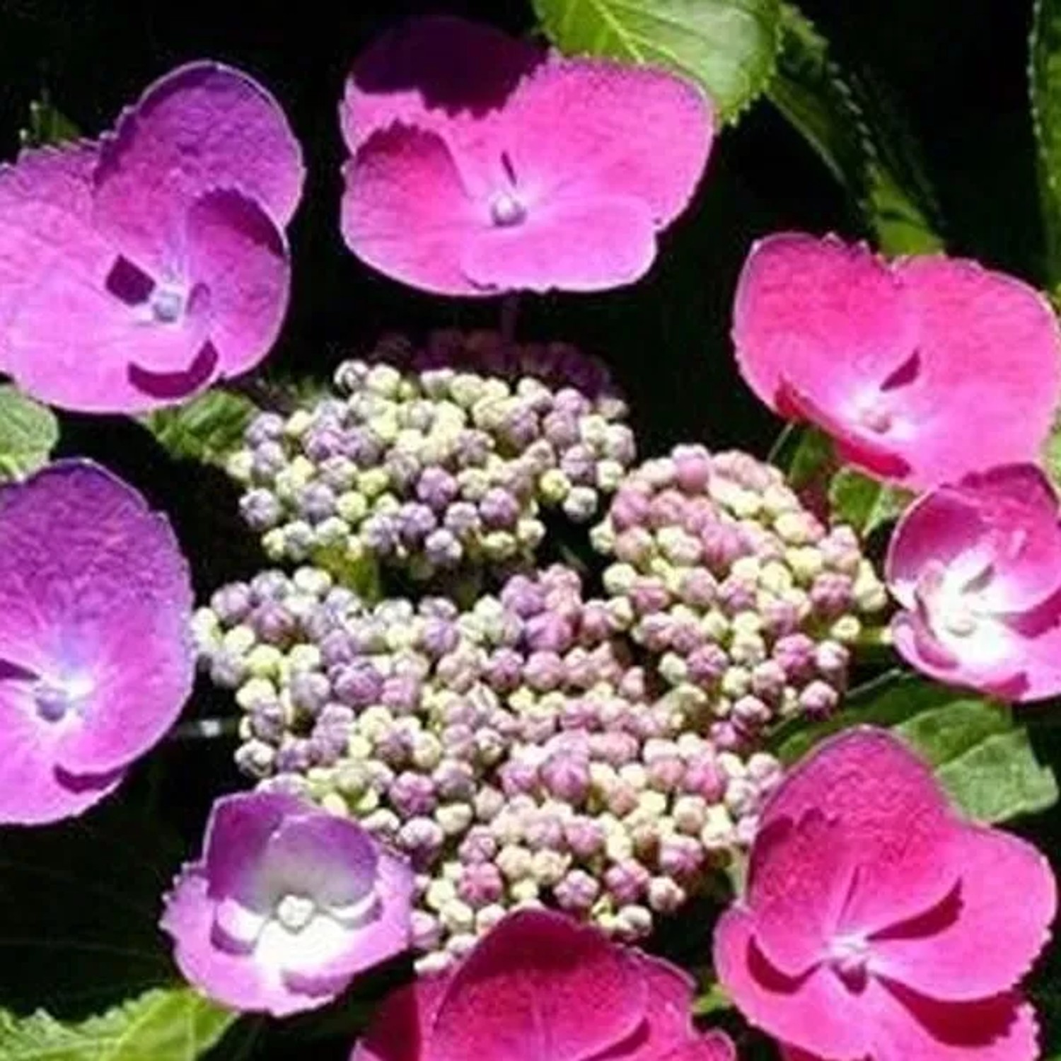 Hortensie 'Taube' Hydrangea macrophylla 25 bis 30 cm im Container Kompakt Wachsend
