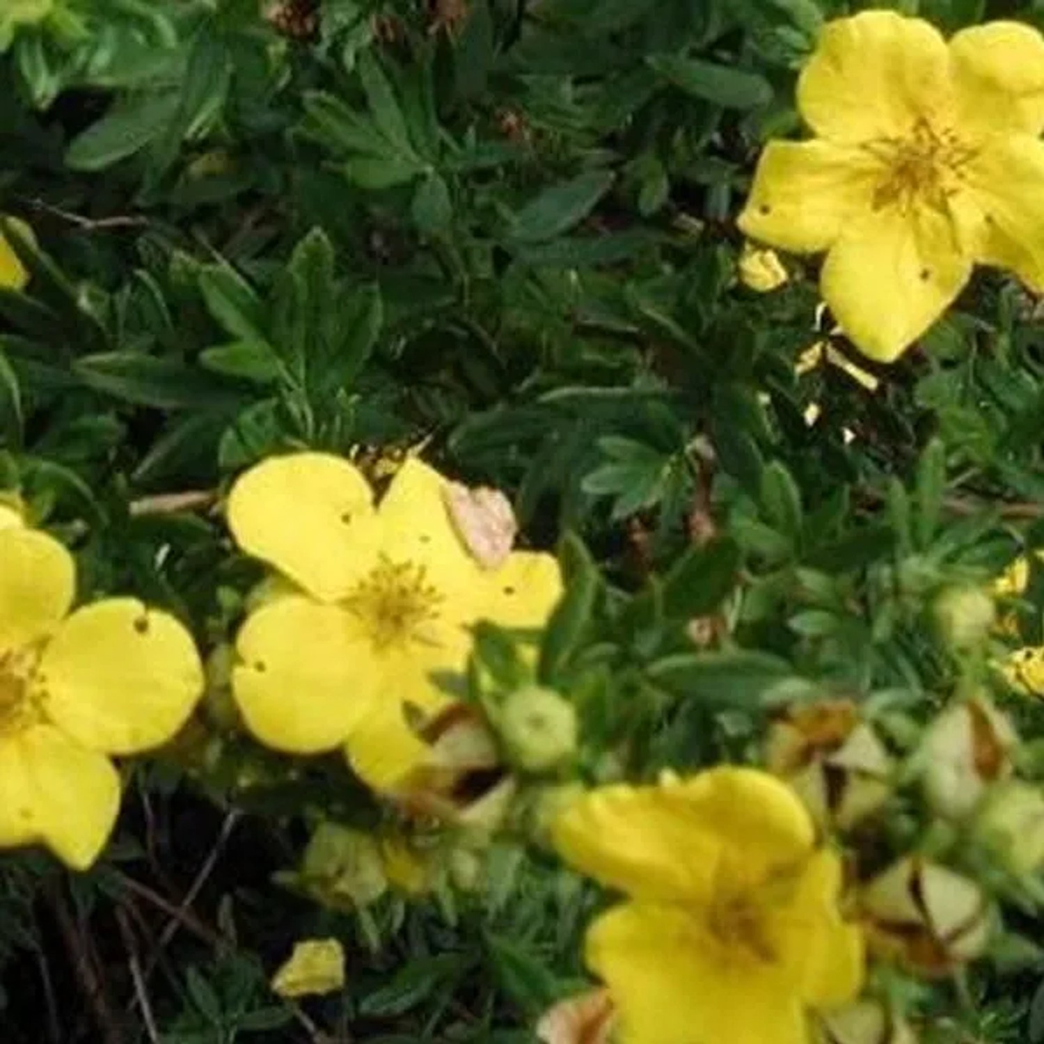 Fingerstrauch 'Goldstar' Potentilla fruticosa 25 bis 30 cm im Container Buschig Wachsend