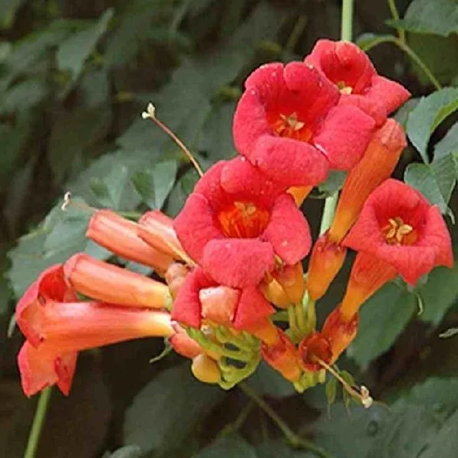 Trompetenblume Campsis Radicans 50 bis 60 cm im Container Für Geschützte Standorte
