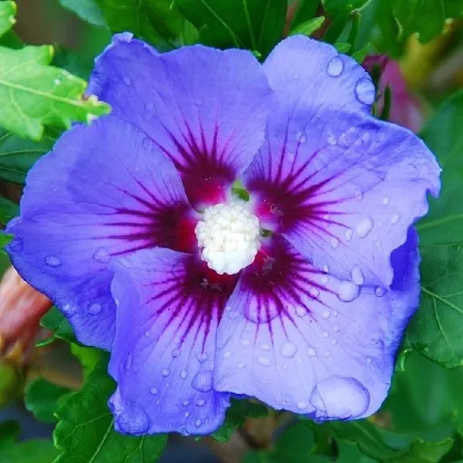 Garteneibisch 'Oiseau Bleu' Hibiscus syriacus 40 bis 60 cm im Container Blüht am Neuen Holz