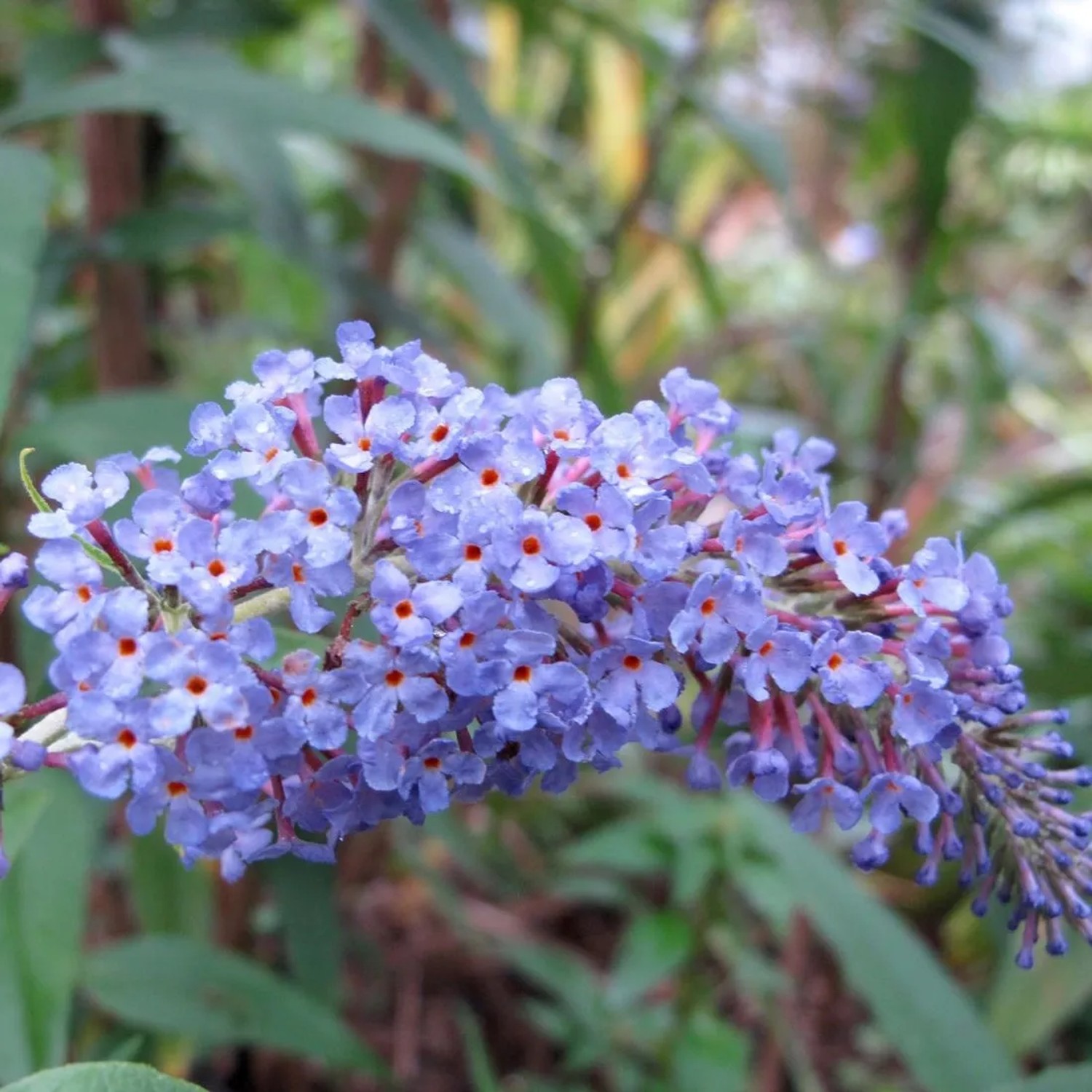 Sommerflieder 'Adonis Blue' Buddleja davidii 30 bis 40 cm im Container