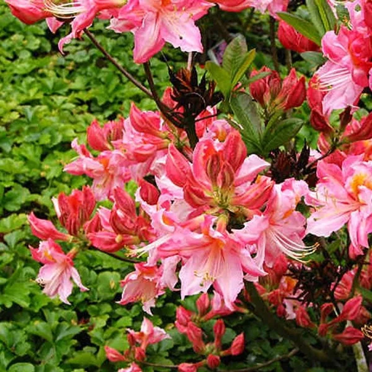 Azalee rosa Azalea Knaphill 40 bis 50 cm im Container Für Sauren Boden