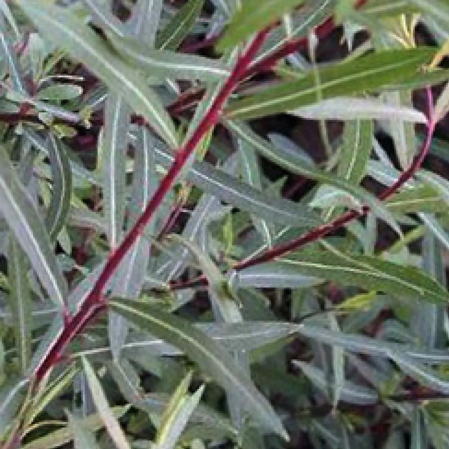 Kugelweide 'Nana' Salix purpurea 30 bis 40 cm im Container Kompakt Wachsend