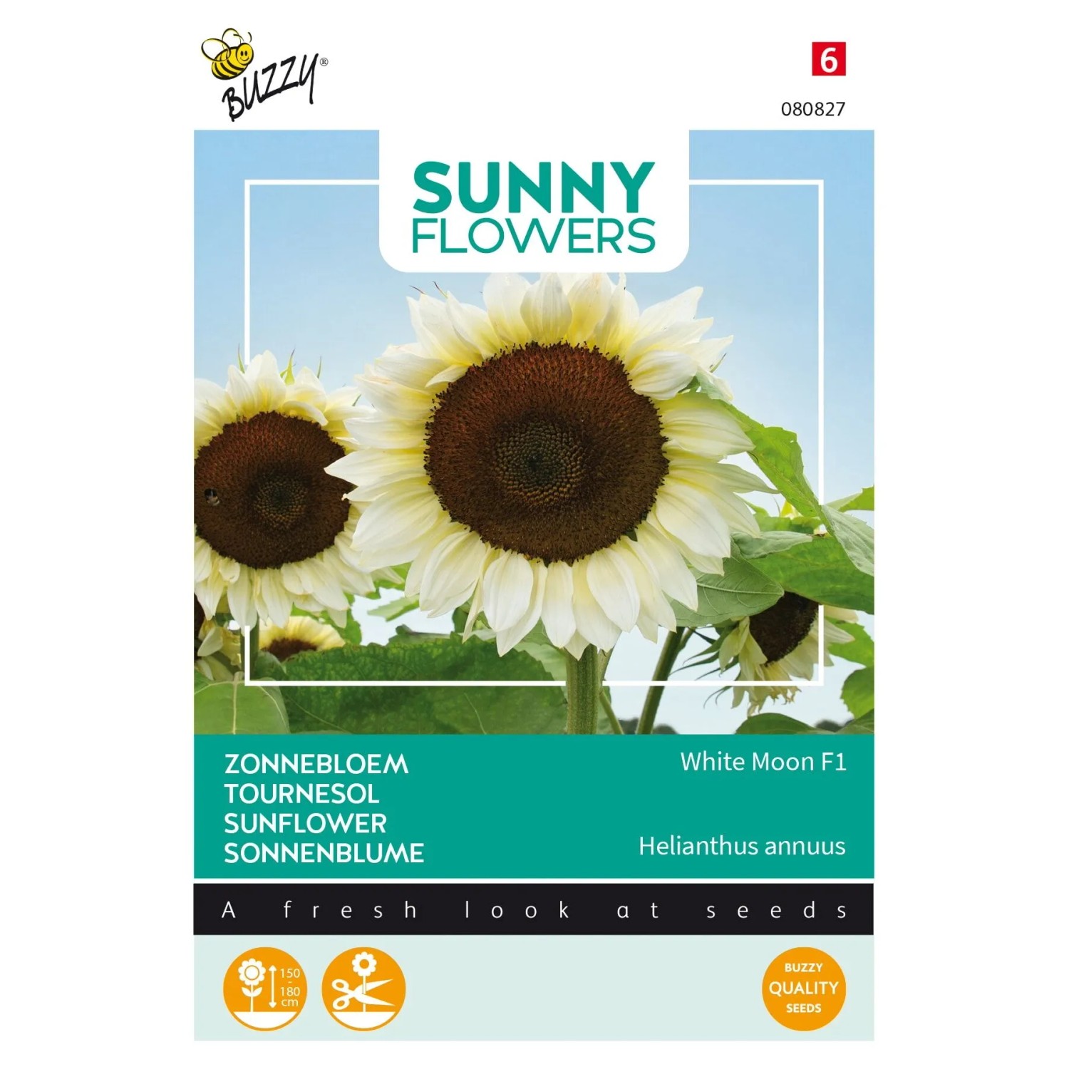 Sonnenblume 'White Moon F1' Buzzy Sunny Flowers Samen Circa 6 Samen Weiße Blüten