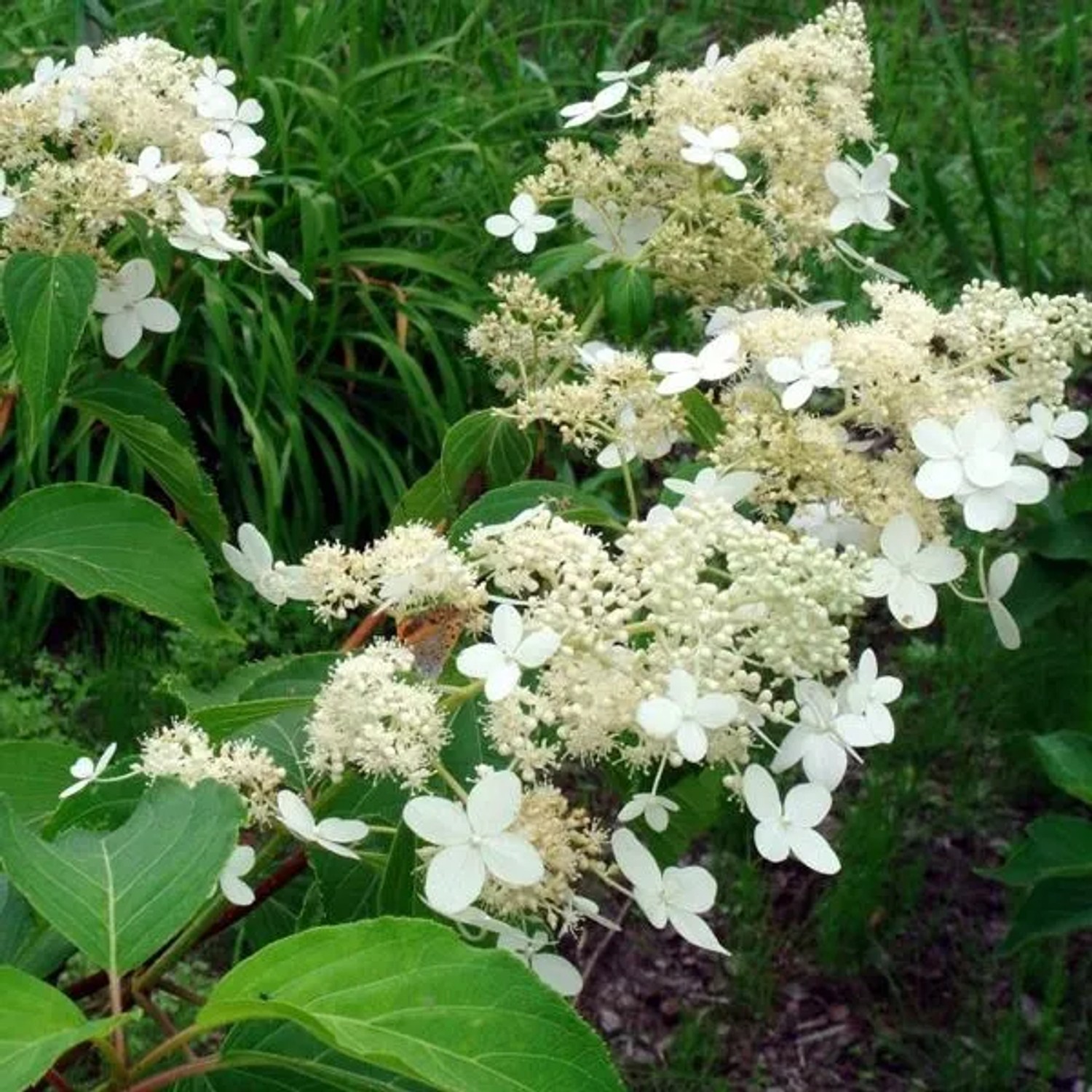 Rispenhortensie 'Praecox' Hydrangea paniculata 40 bis 50 cm im Container Für Schnitt Geeignet